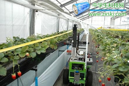 摘草莓機器人。