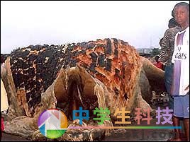 “海怪”驚現(xiàn)非洲海灘