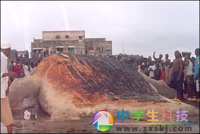 “海怪”驚現(xiàn)非洲海灘