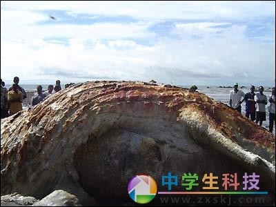 “海怪”驚現(xiàn)非洲海灘