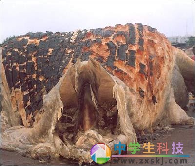 “海怪”驚現(xiàn)非洲海灘