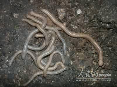 廣西鳳山發(fā)現(xiàn)多種未知洞穴生物物種(組圖)(2)