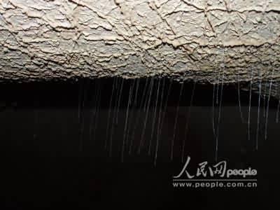 廣西鳳山發(fā)現(xiàn)多種未知洞穴生物物種(組圖)(2)